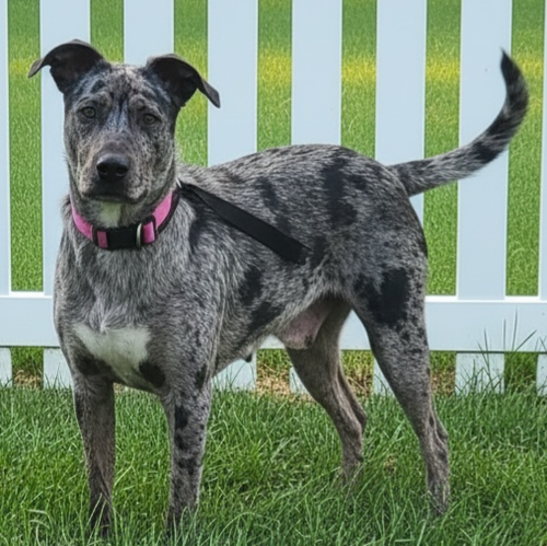 KATYA, an adoptable Catahoula Leopard Dog in Sussex, NJ
