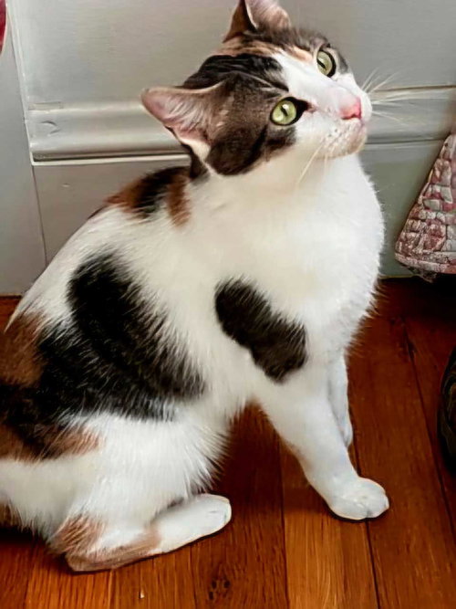CALLIE