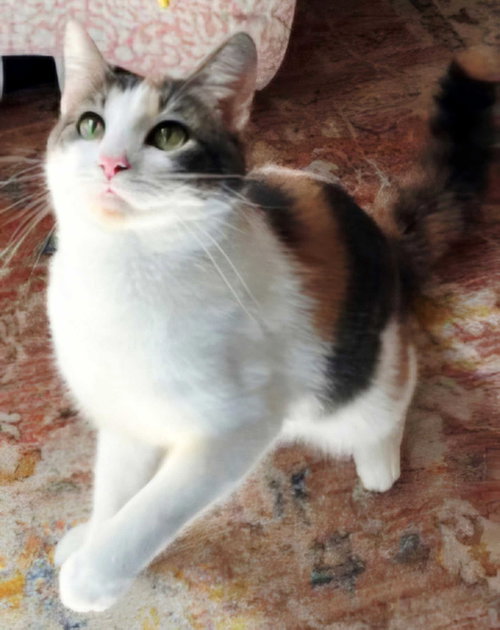 Callie photo 2