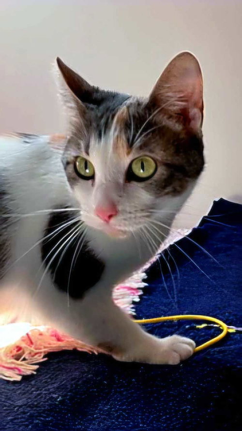 Callie photo 3