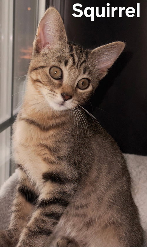KITTEN BABY SQUIRREL, Baby Domestic Short Hair / Mixed, cat for adoption in Clifton, New Jersey