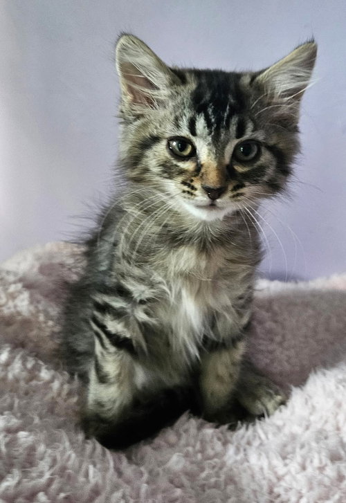 Kitten Queen