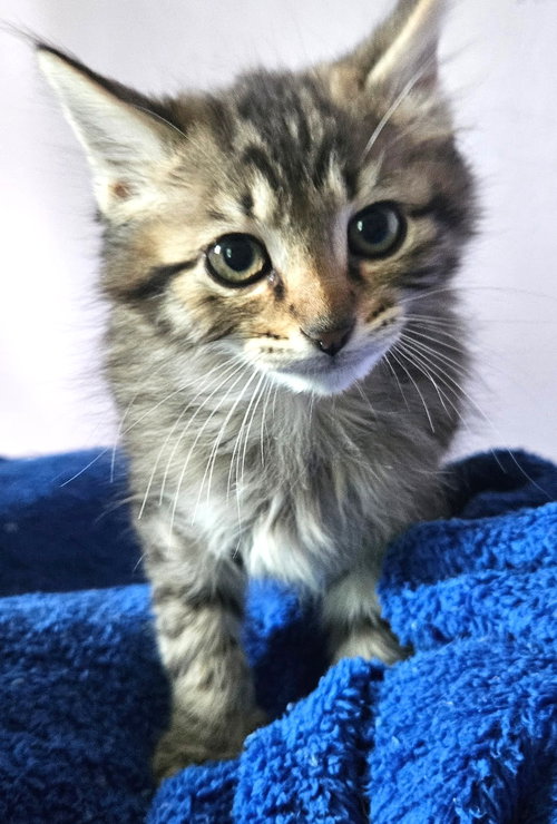 Kitten King