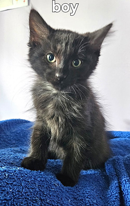 Kitten Joker