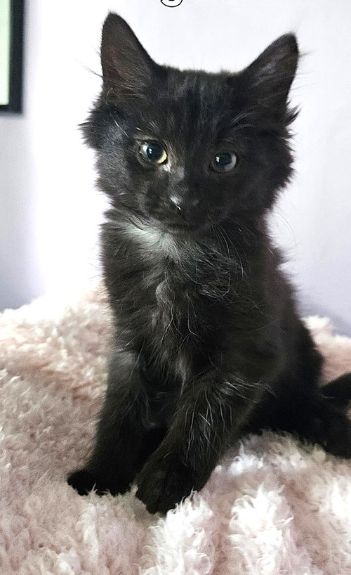 KITTEN DIAMOND, an adoptable Domestic Medium Hair in Sussex, NJ