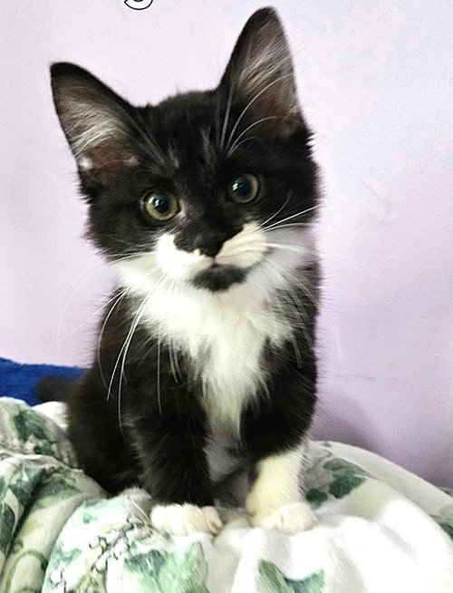 Kitten Spade