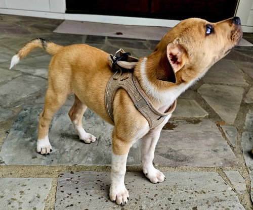 Puppy Cowboy photo 4