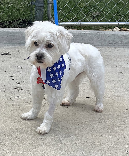 BEST MAN BAXTER, an adoptable Maltese in Sussex, NJ
