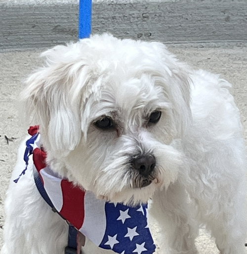 Best Man Baxter photo 3