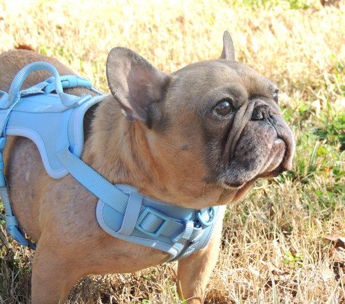 AWESOME AIDEN, an adoptable French Bulldog in Sussex, NJ
