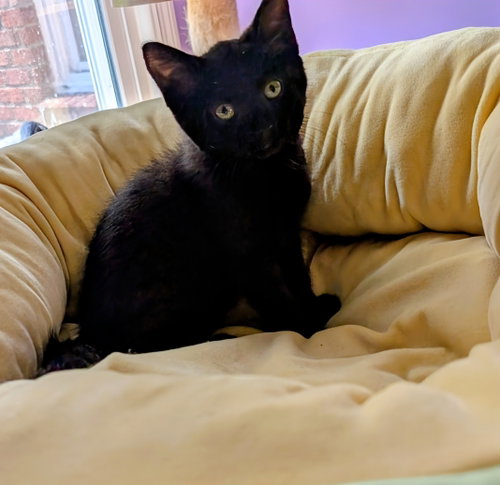 Kitten Nova