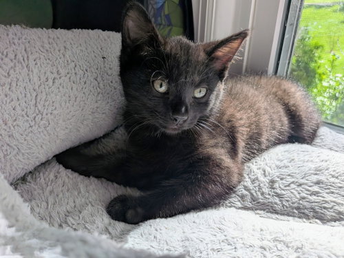 Kitten Nova photo 2