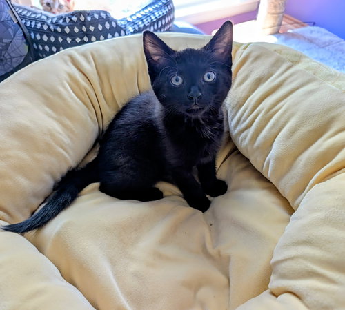 Kitten Nova photo 3