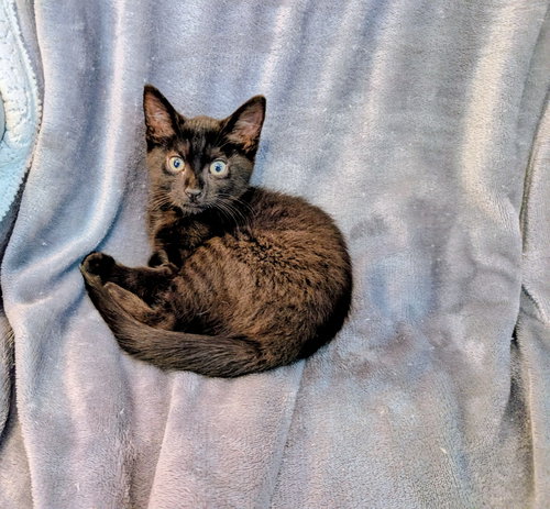 Kitten Nova photo 4