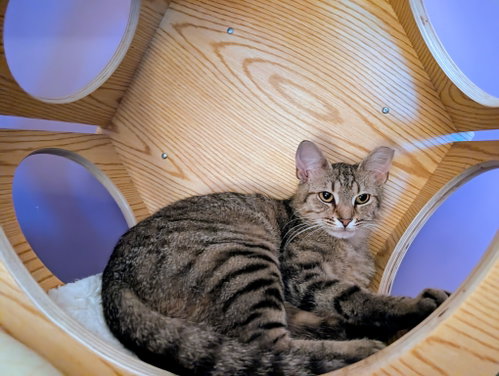 KITTEN TESSA, an adoptable Tabby in Sussex, NJ