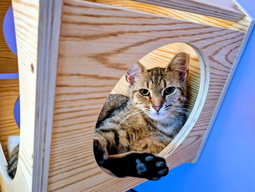 Kitten Tessa photo 2