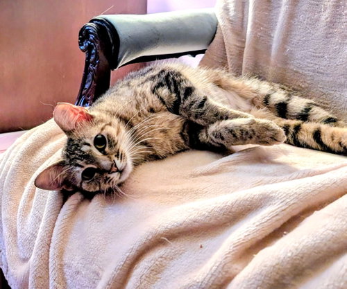 Kitten Tessa photo 3