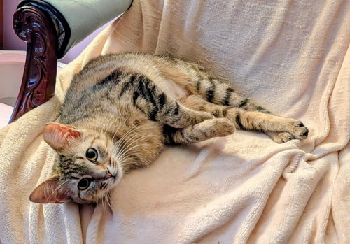 Kitten Tessa photo 4