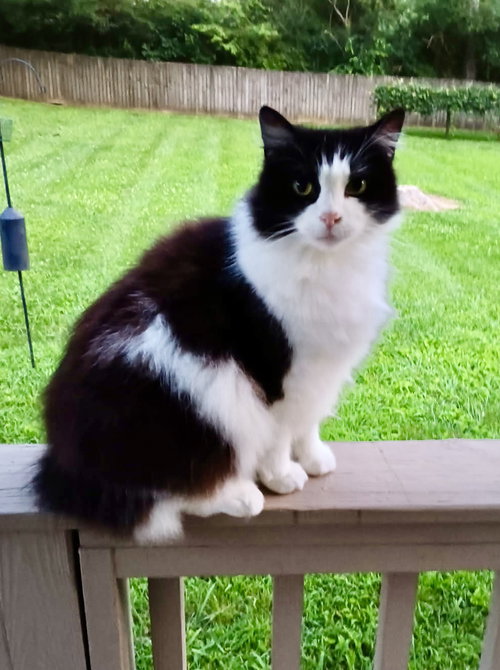Hunter The Bobtail photo 2