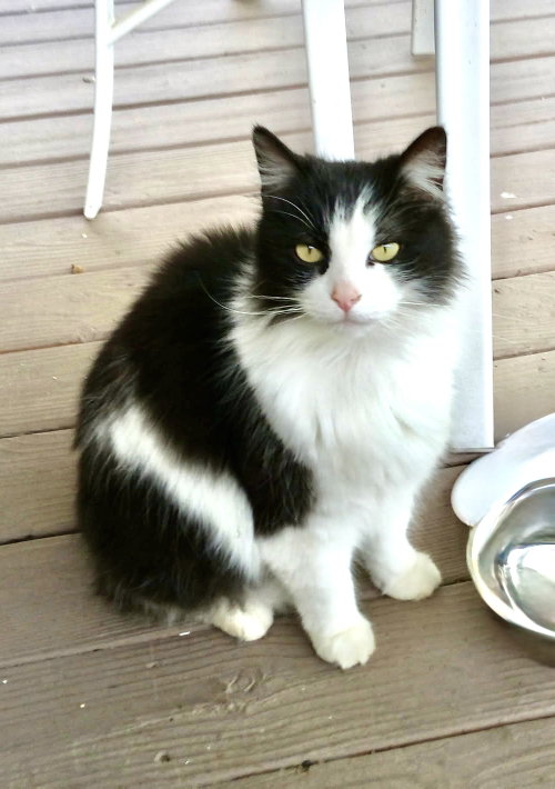Hunter The Bobtail photo 3