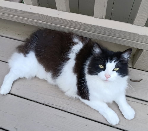 Hunter The Bobtail photo 4