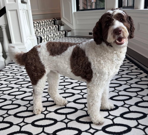 Lady Lollipop