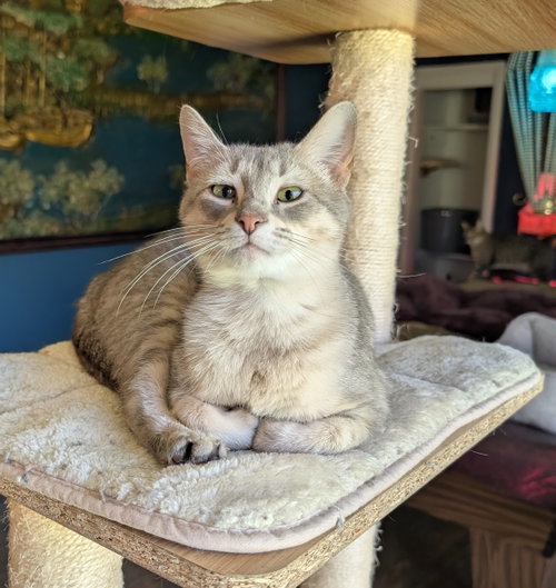KITTEN EMMY LOU HARRIS, cat