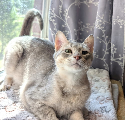 Kitten Emmy Lou Harris photo 2