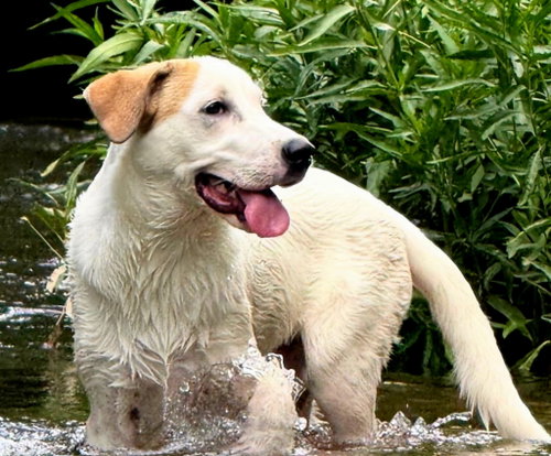 Puppy Paris photo 3