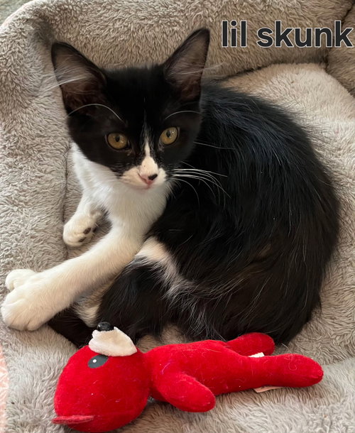 Kitten Baby Skunk photo 2