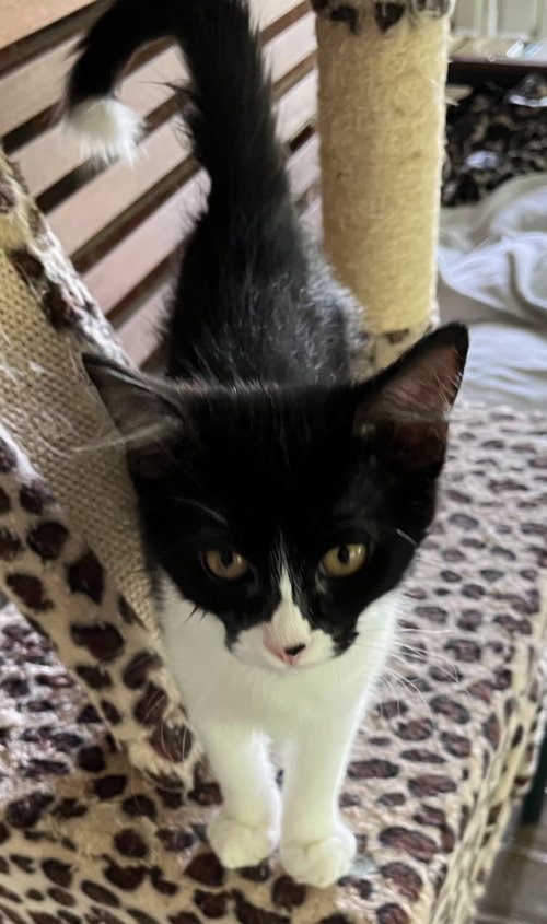 Kitten Baby Skunk photo 3