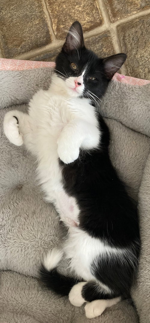 Kitten Baby Skunk photo 4