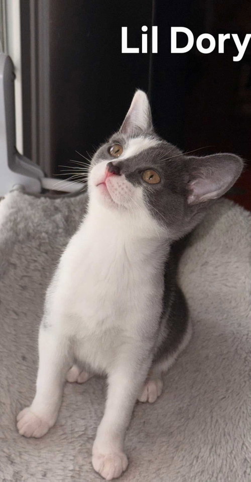 Kitten Dory Ann photo 3