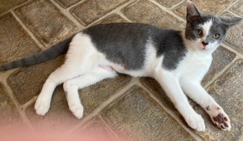 Kitten Dory Ann photo 4