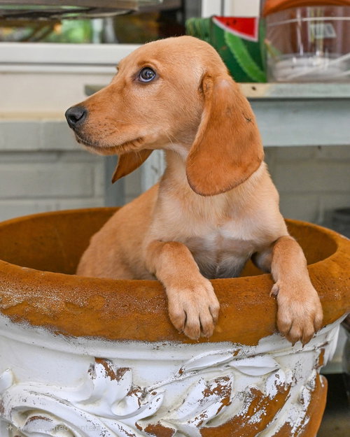 Puppy Laddy Boy photo 3