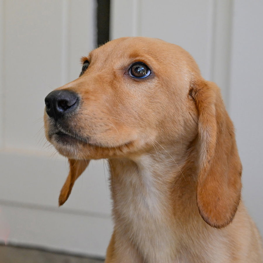 PUPPY LADDY BOY