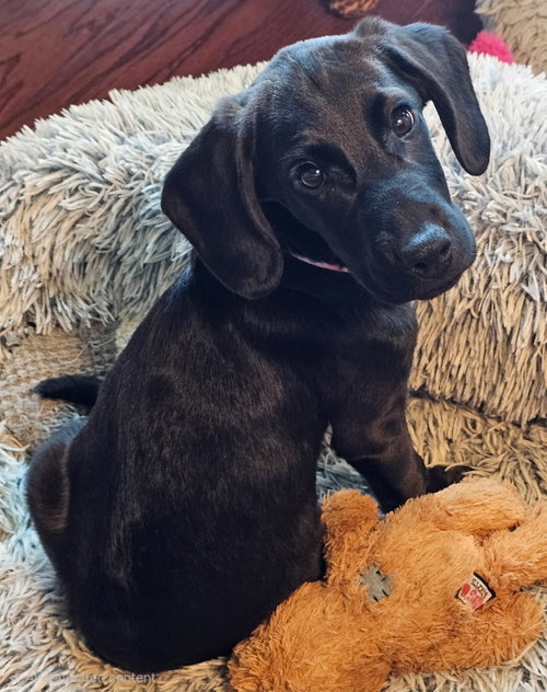 Puppy Princess Cassie photo 4