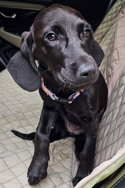 Puppy Princess Cassie