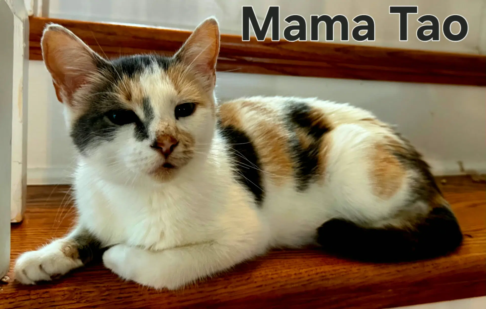 Mama Tao image 2