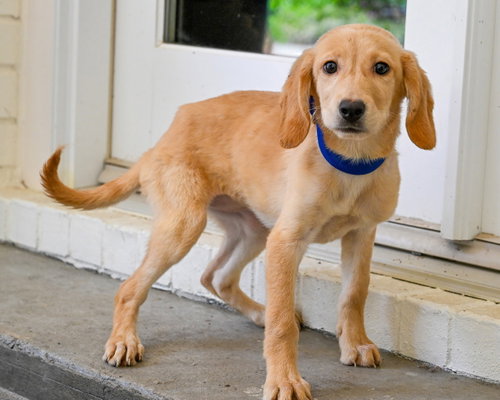 PUPPY HATTIE, an adoptable Labrador Retriever in Sussex, NJ