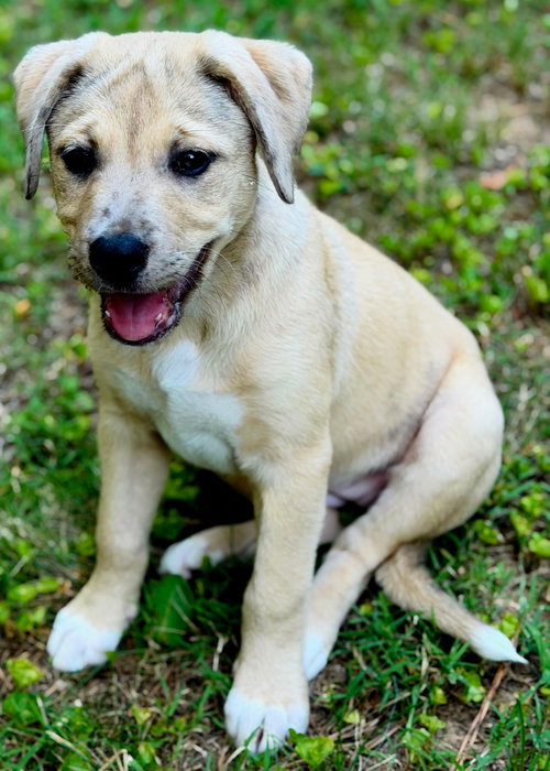Puppy Maple