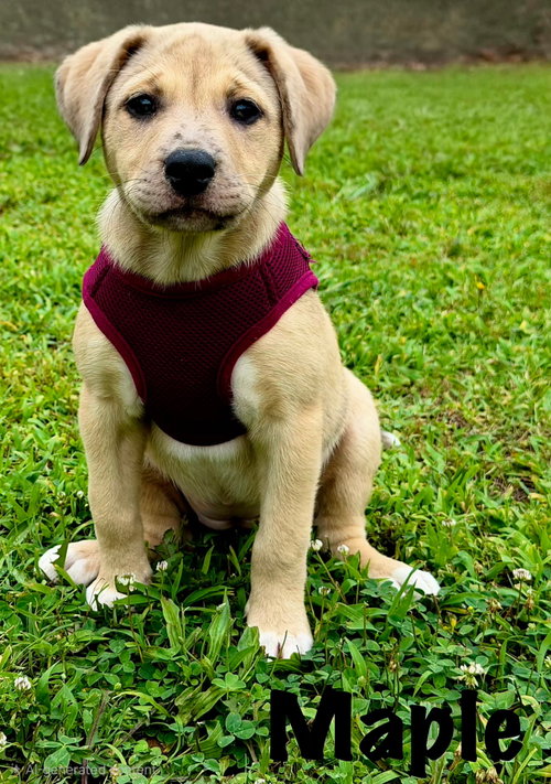 Puppy Maple photo 2