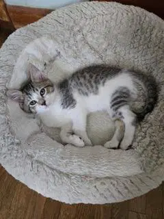Kitten Pixie Love image 3