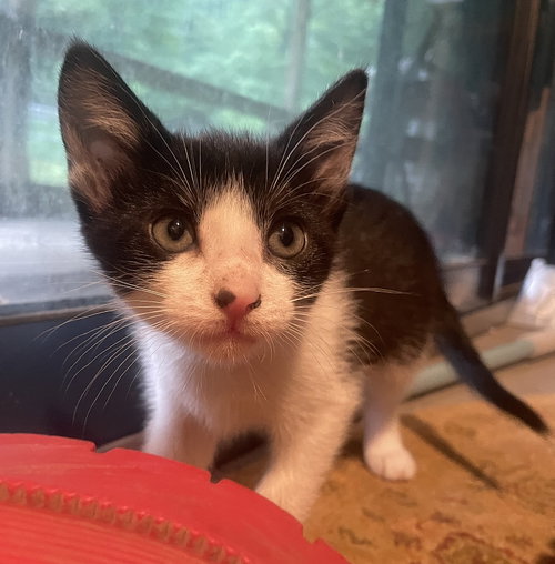 KITTEN BIBIMBAP, an adoptable Tuxedo in Sussex, NJ