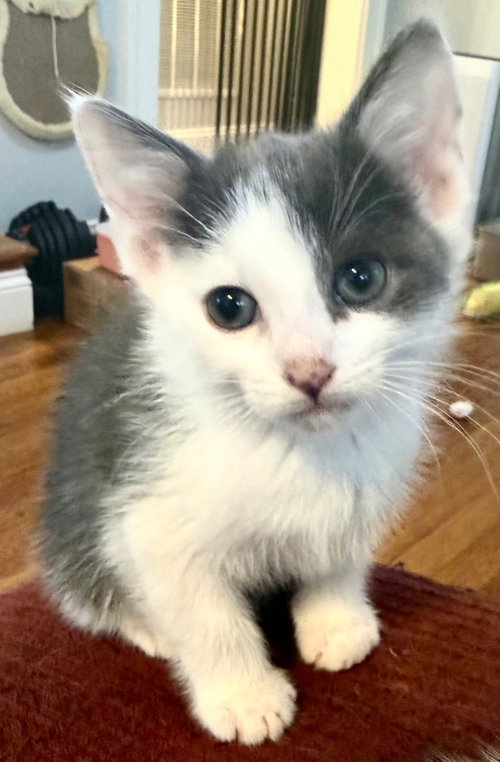Kitten Calm Ollie