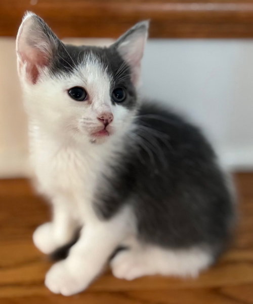 Kitten Calm Ollie photo 3