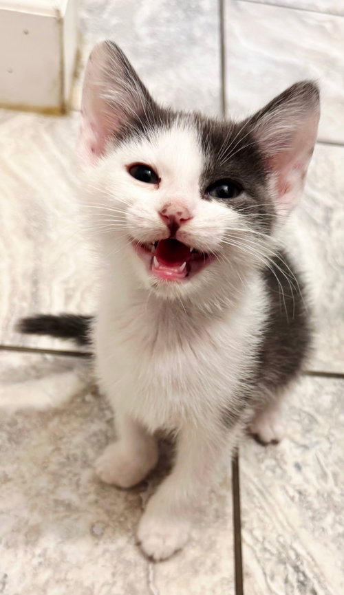 Kitten Calm Ollie photo 4