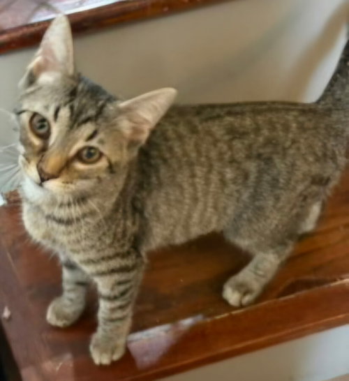 Kitten Claire