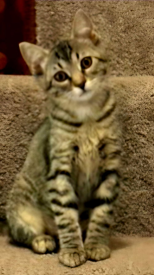 Kitten Claire photo 2
