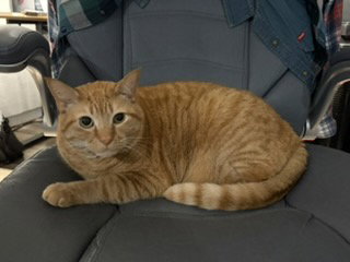 MILO, cat